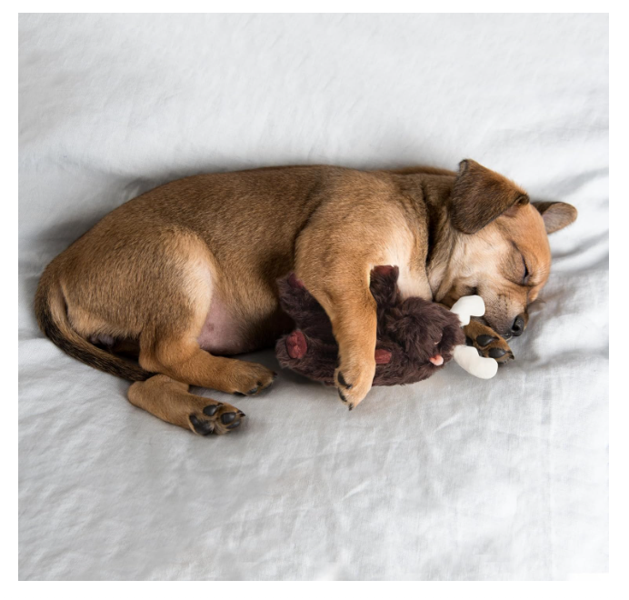Heart Beat Dog Toy for Puppy - Soft Plush Stuffed Animal Dog Pal